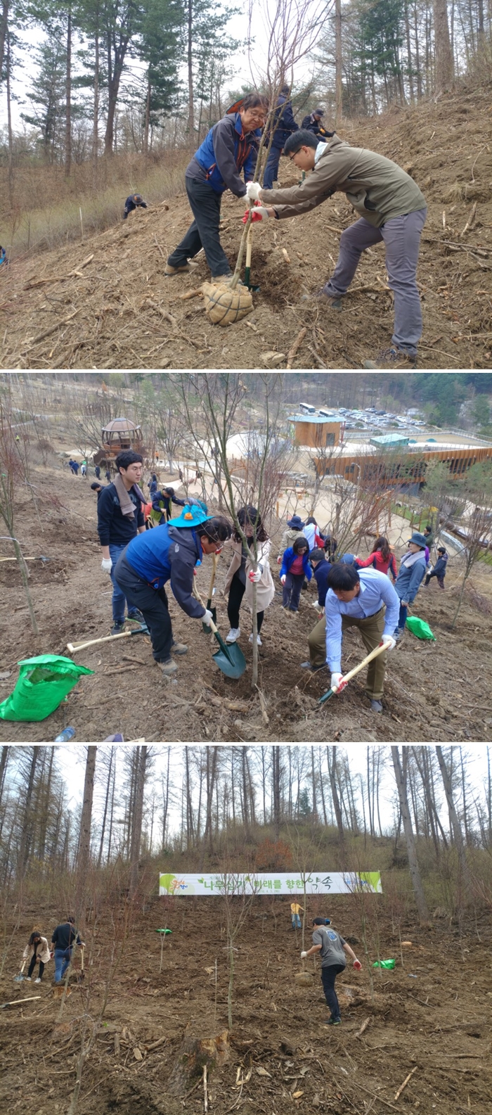 제73회 식목일 나무심기: 산비탈에서 직원들이 묘목을 심는 세 장면 (2018년 4월 3일)