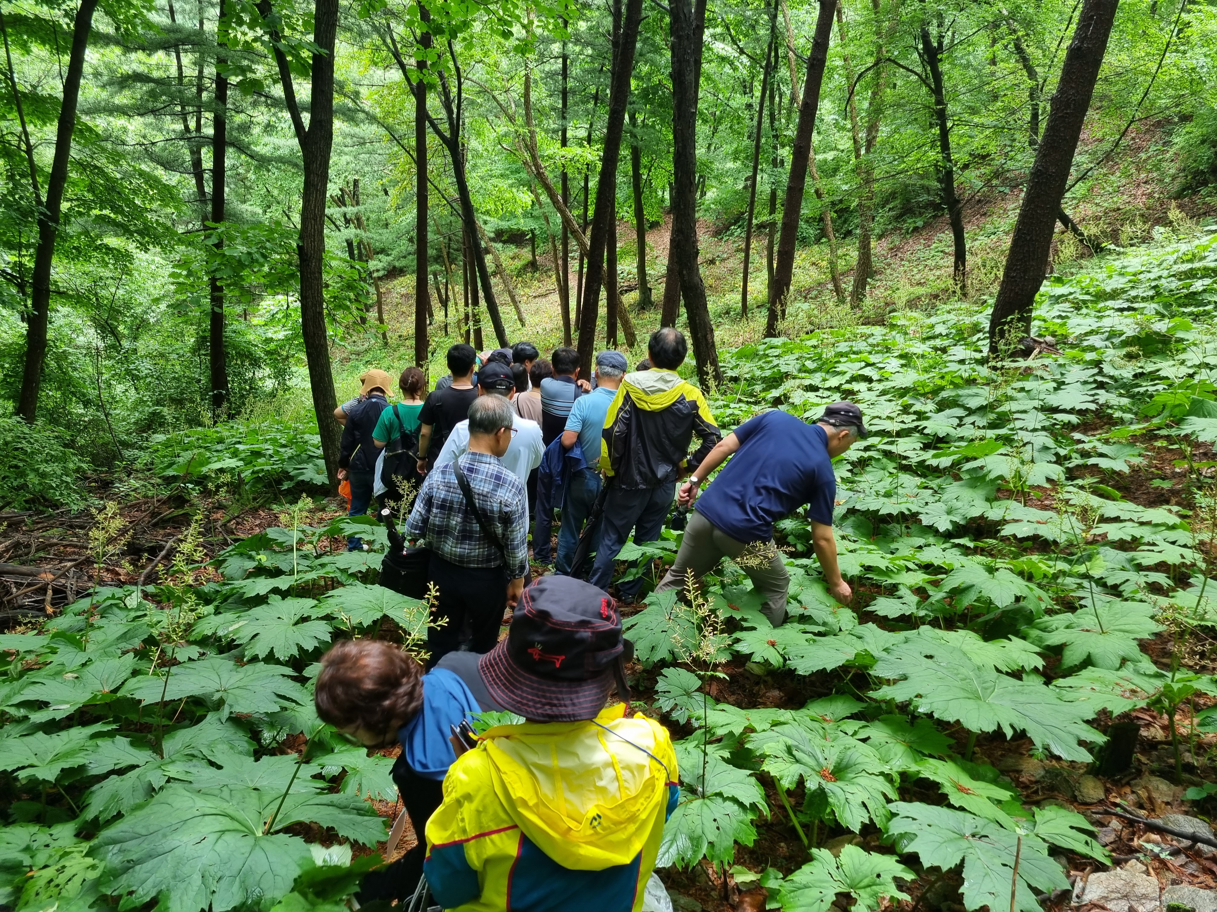 숲속 산채 재배지 사이로 이동하며 견학하는 수강생들